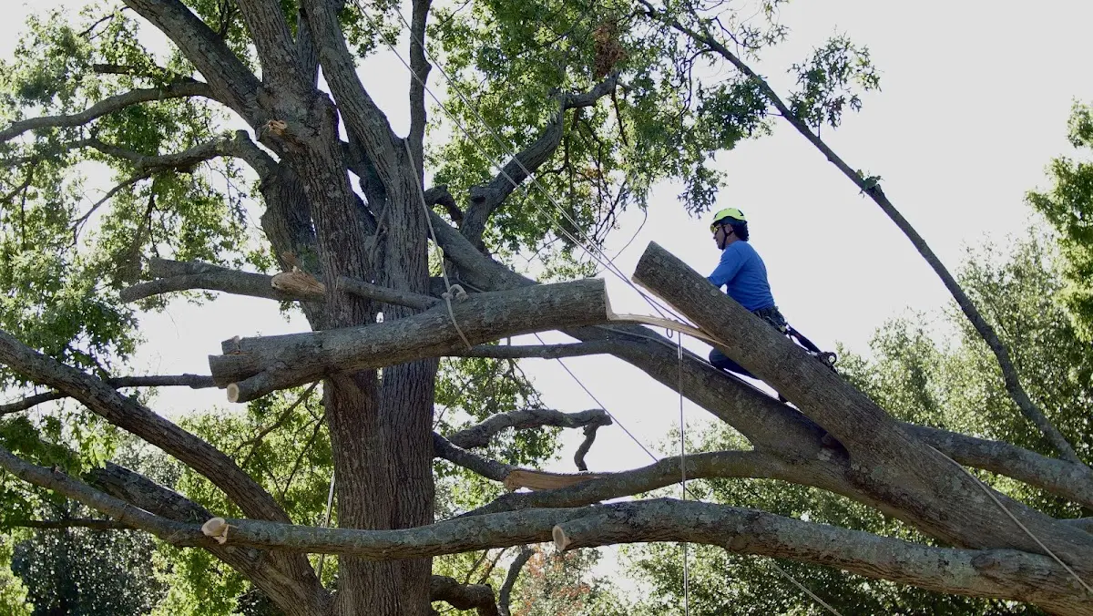 Professional Hazardous Tree Removal performed by certified arborists in Belfast