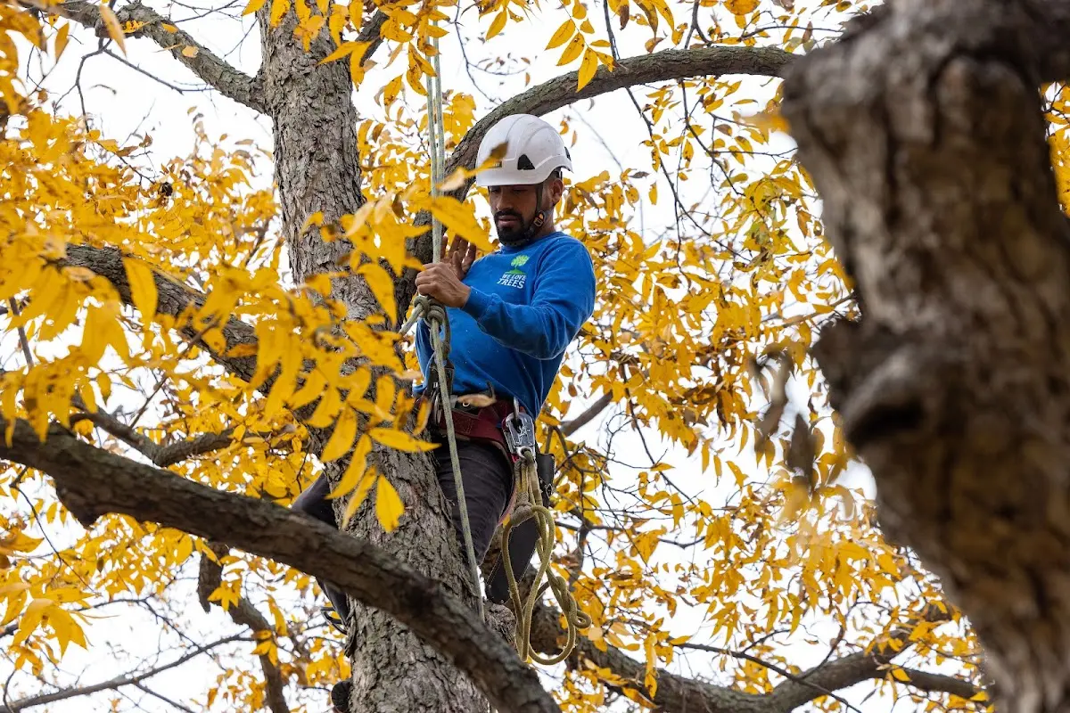 Skilled Storm Damage Cleanup crew working in Belfast