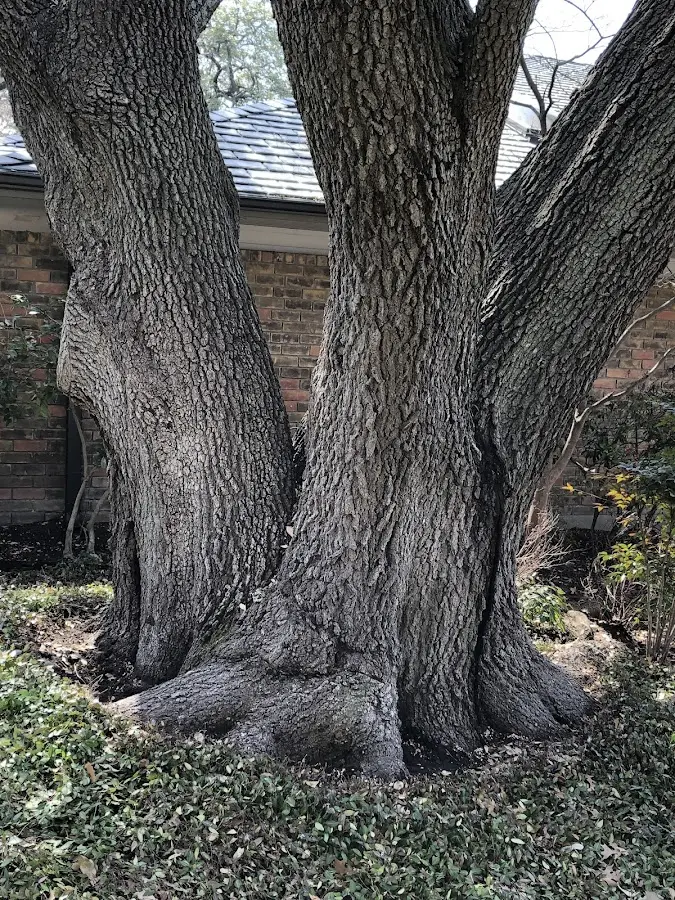 Mature heritage tree close to a Belfast property cared for by certified arborists